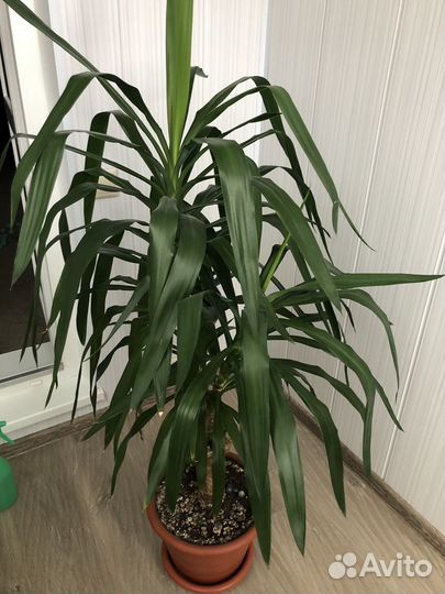 Юкка комнатное растение 160 см