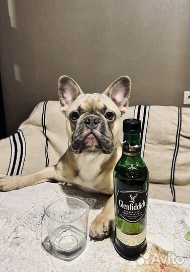 Вязка французский бульдог