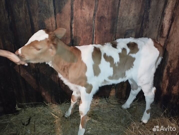 Тёлочка на племя