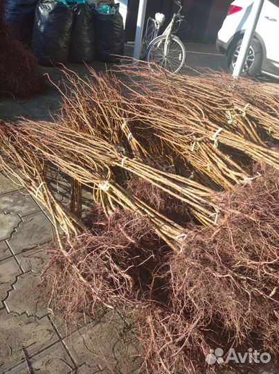 Саженцы яблони,абрикоса