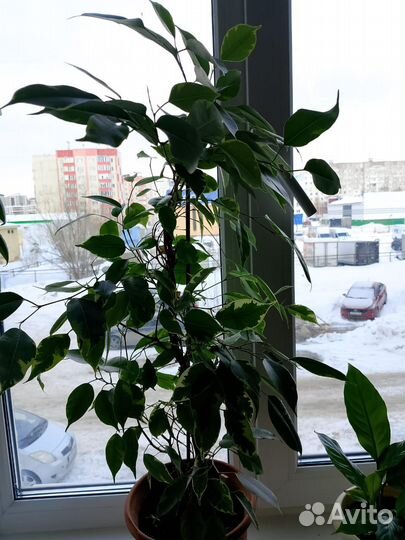 Фикус бенджамина