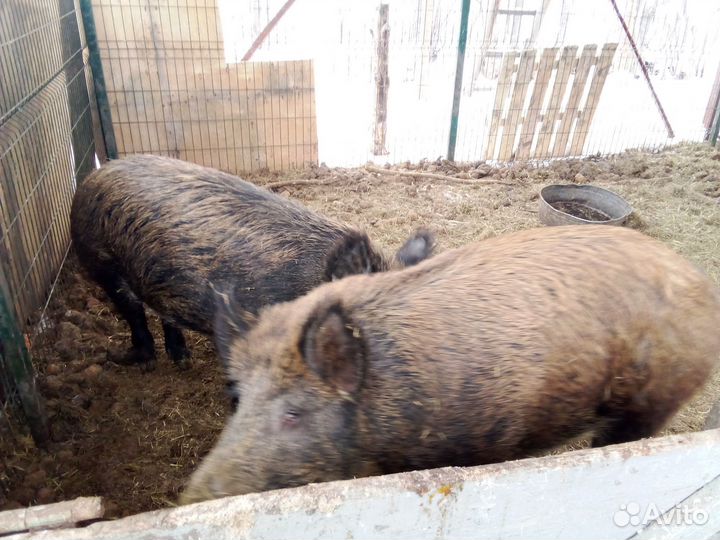 Кабаны взрослые