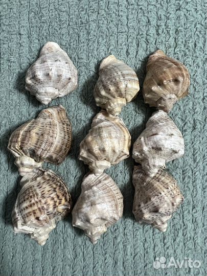 Морские ракушки раковины