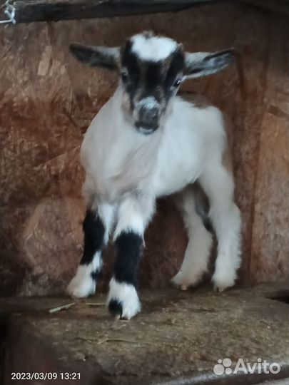 Камерунские карликовые козы