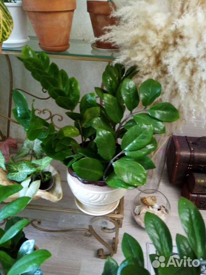 Замиакулькас долларовое дерево