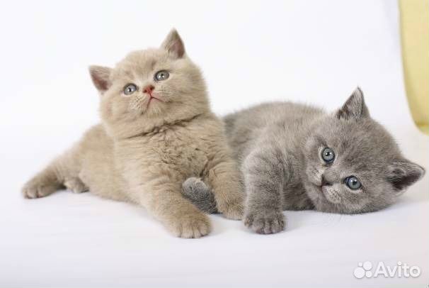 Русские голубые котята - фото обои картинка
