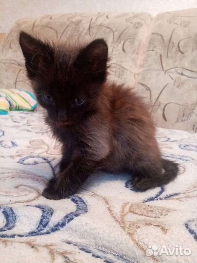 Отдам бесплатно