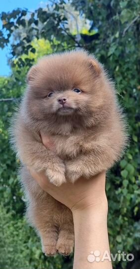 Лилово соболиная милашка