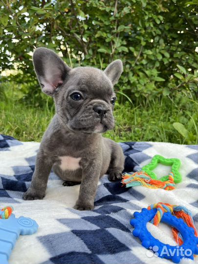 Французский бульдог мальчики