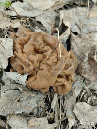 Грибы строчки гигантские сухие