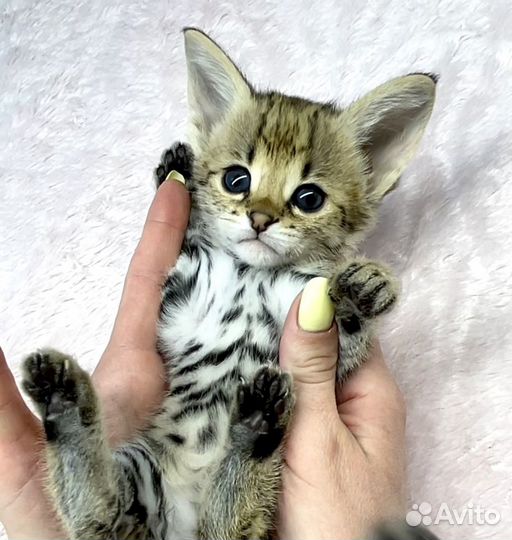 Savannah F1 / Саванна Ф1