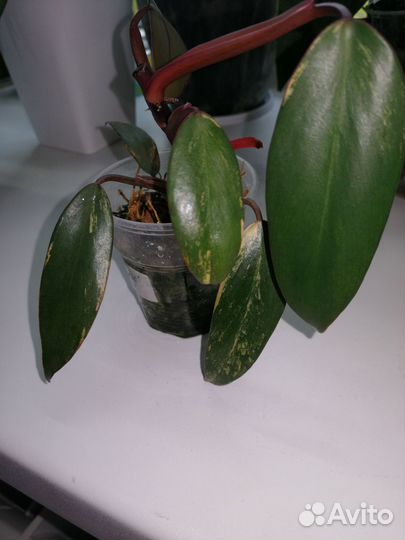 Ред эмиральд вар, клубничный шейк, церопегия