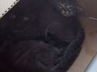 Сибирские котята возраст 1.5 месяц Пёстрый и Темно объявление продам