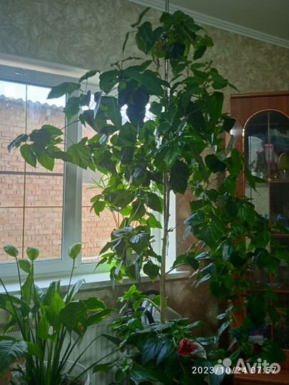 Гибискус китайская роза