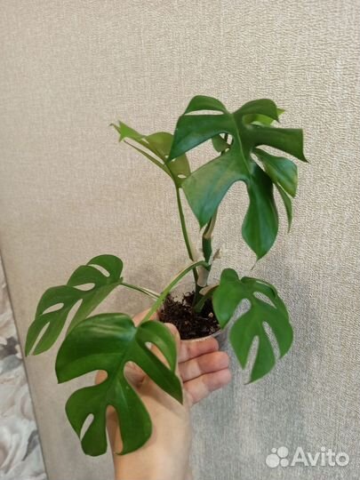Монстера минима / адансони