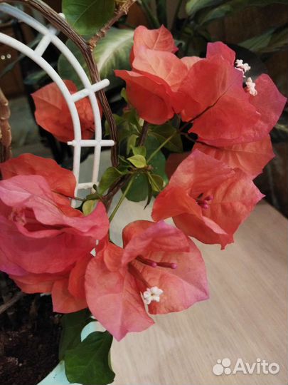 Бугенвиллия