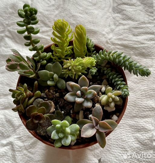 Суккуленты набор