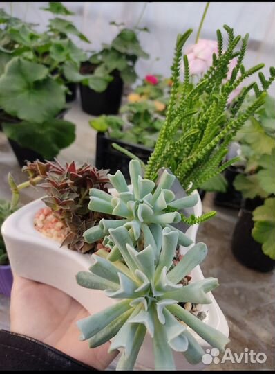 Садик с суккулентами
