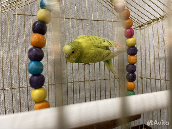 Волнистый попугай с клеткой