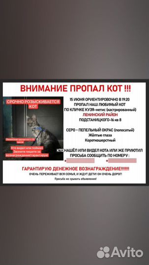 Розыск кота