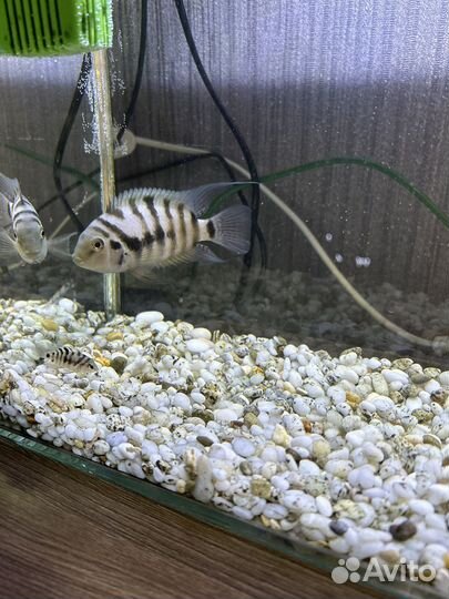 Аквариумные рыбки