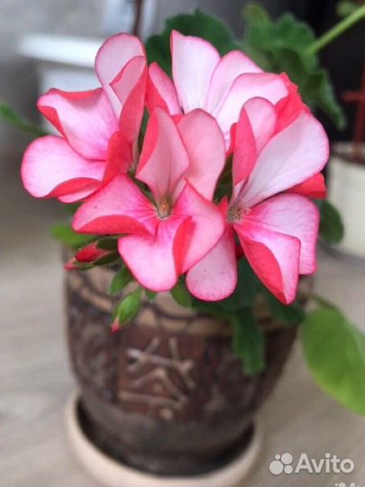 Цветущие Черенки сортовых Пеларгоний и Гераней