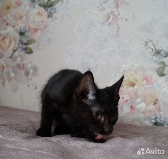 Чудесные котятки