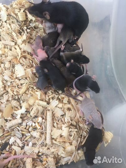 Мышь кормовая,сатиновая