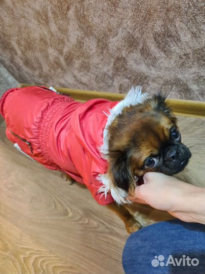 Куртка для собаки