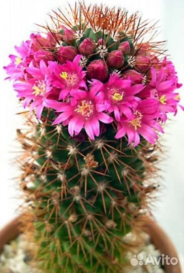 Кактус цветущий