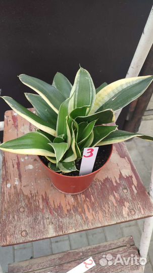 Сансевиерия