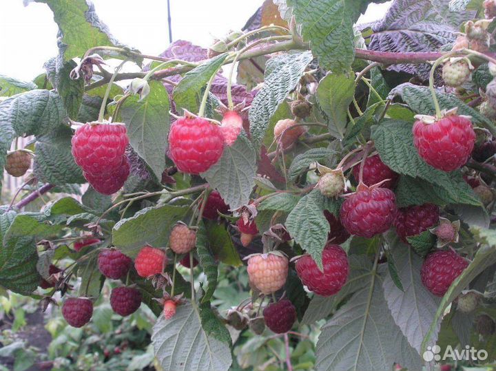 Саженцы сортовой малины смородины,вишни,крыжовника
