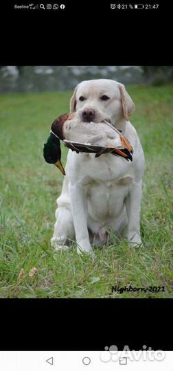 Щенки лабрадора
