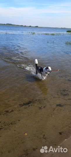 Щенки сибирской хаски