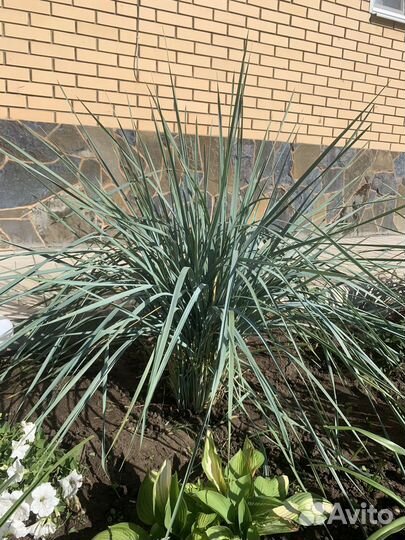 Песчаный колосняк