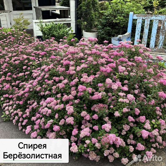 Калина Бульденеж, Миндаль,Спиреи