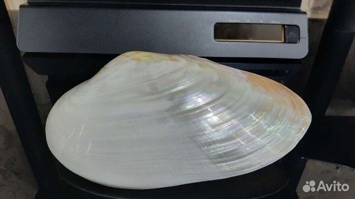 Раковины морские