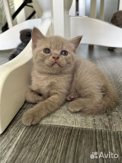 Шотландские котята