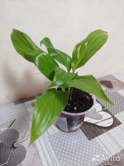Спатифиллум
