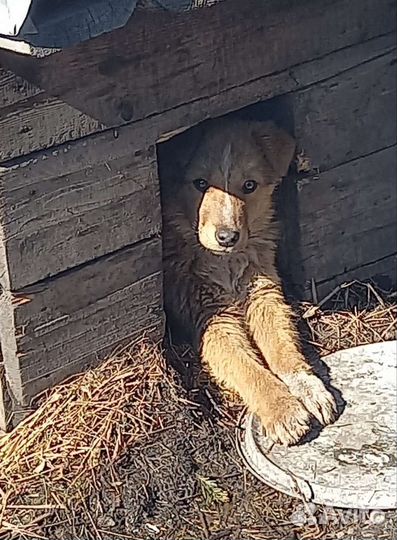 Отдам бесплатно