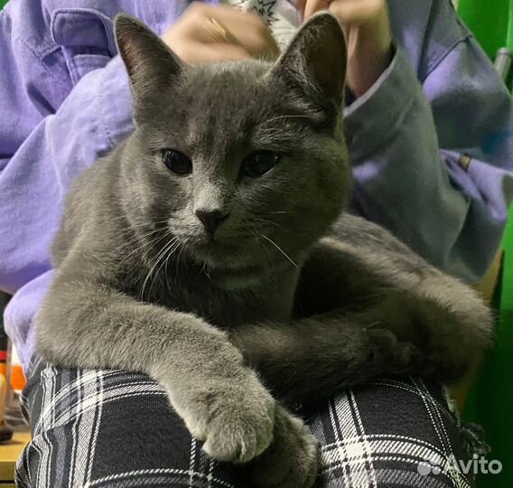 Русская голубая