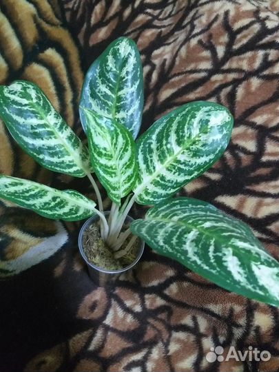 Аглаонема зебра