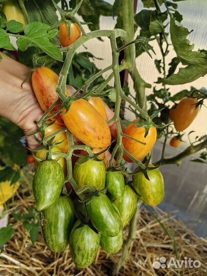 Набор семян Засолочное Чудо