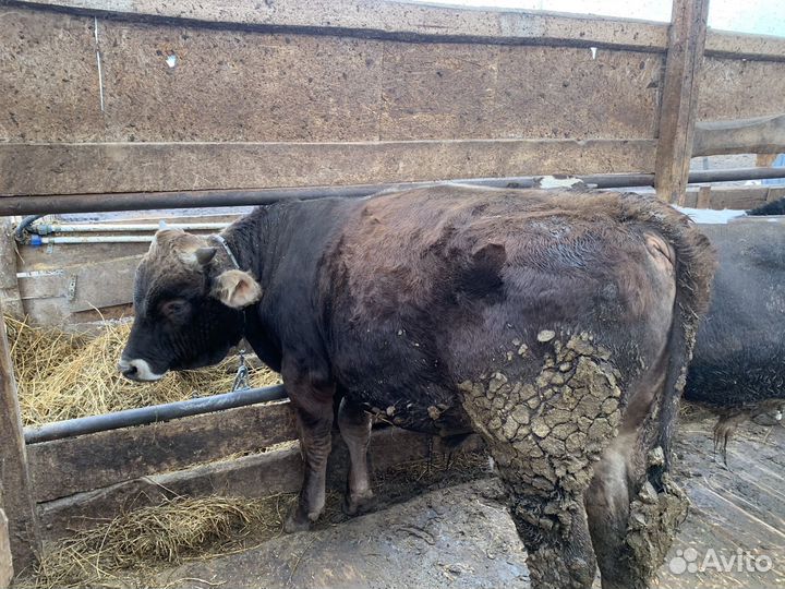 Бычки на откорм