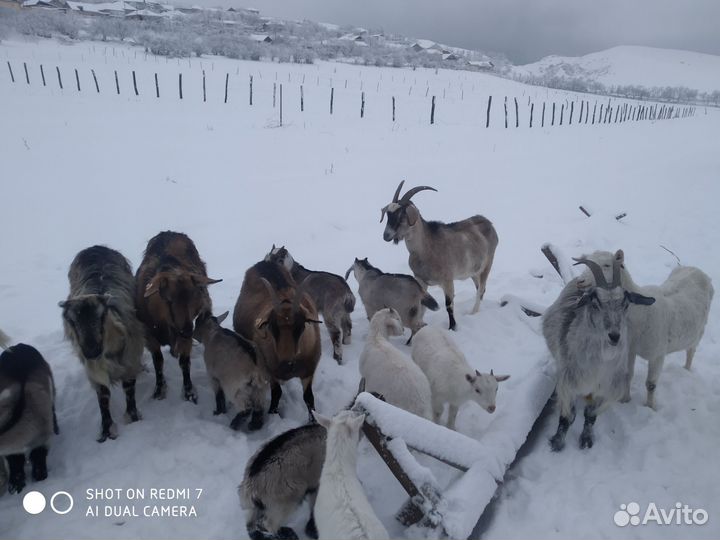 Козы дойные и козлики на племя