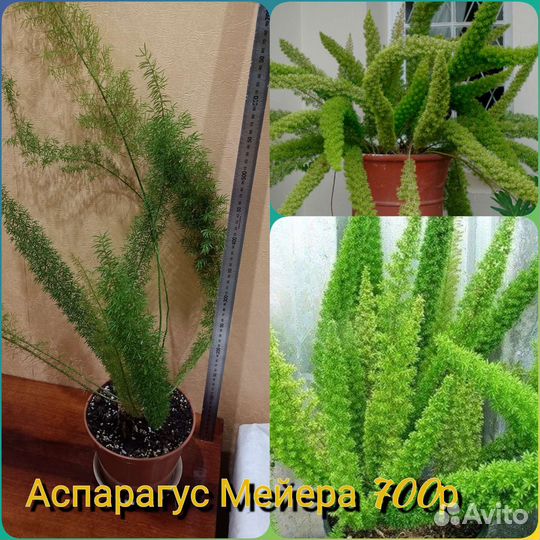 Аспарагус Умбелатус