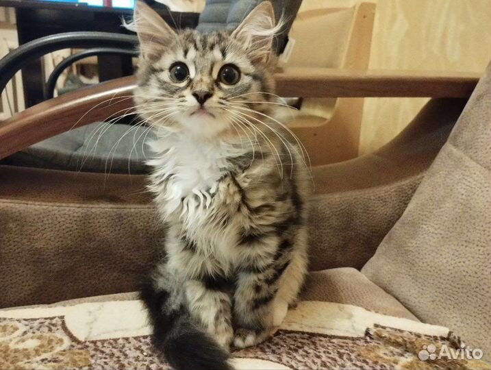 Отдадим кошечку в добрые руки