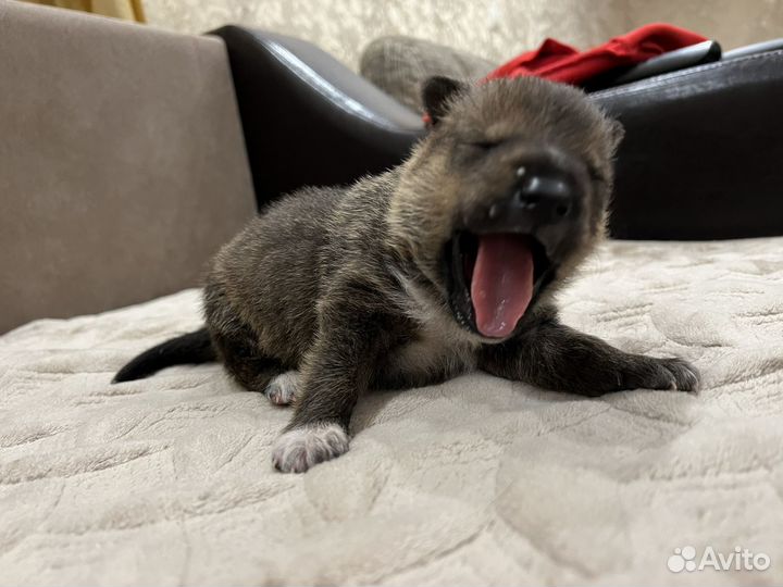 Щенок в добрые руки