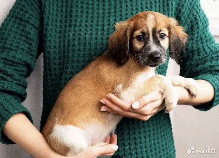 Отдам в хорошие руки собаку