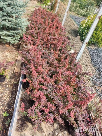 Барбарис тунберга